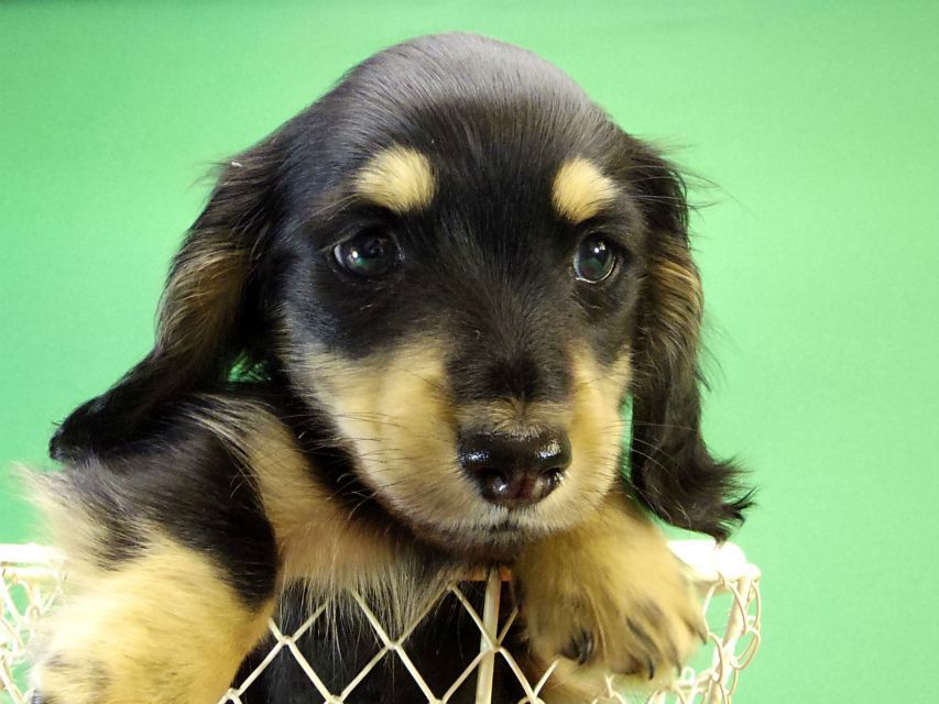 カニンヘンダックス　子犬　ブラック＆クリーム男の子