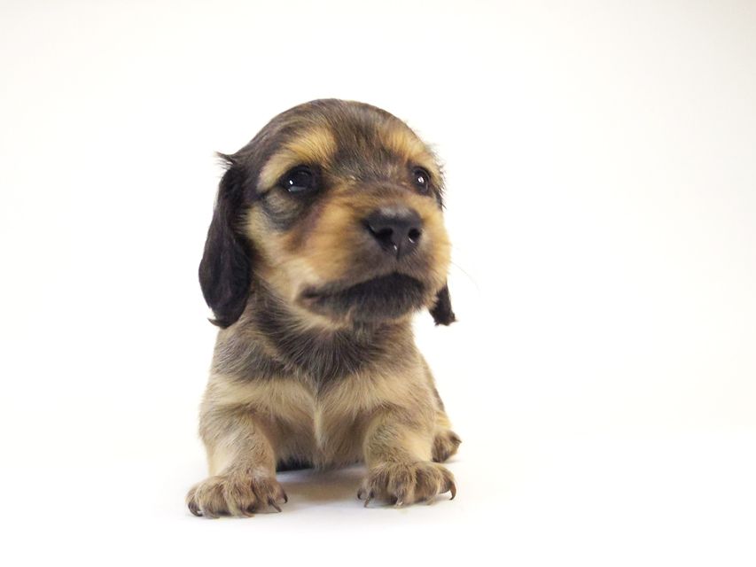 カニンヘン ダックスフンド ベルサス & オスカルの赤ちゃん シェーデットクリーム 女の子