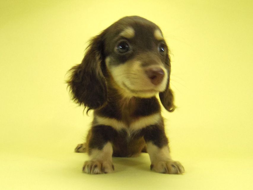 ダックスフンド 黒豆 & アサヒの子犬 チョコクリ 女の子