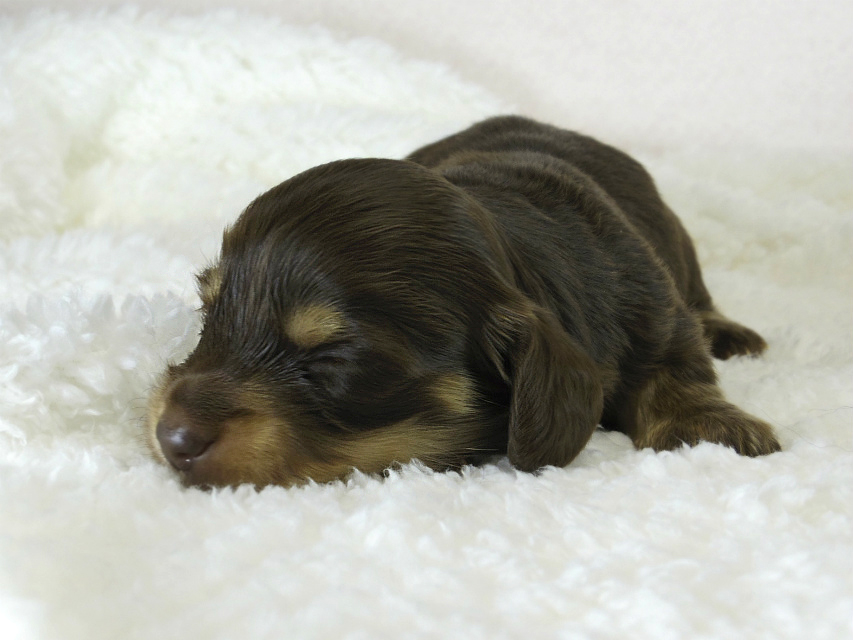 カニヘン 子犬 チョコクリ女の子