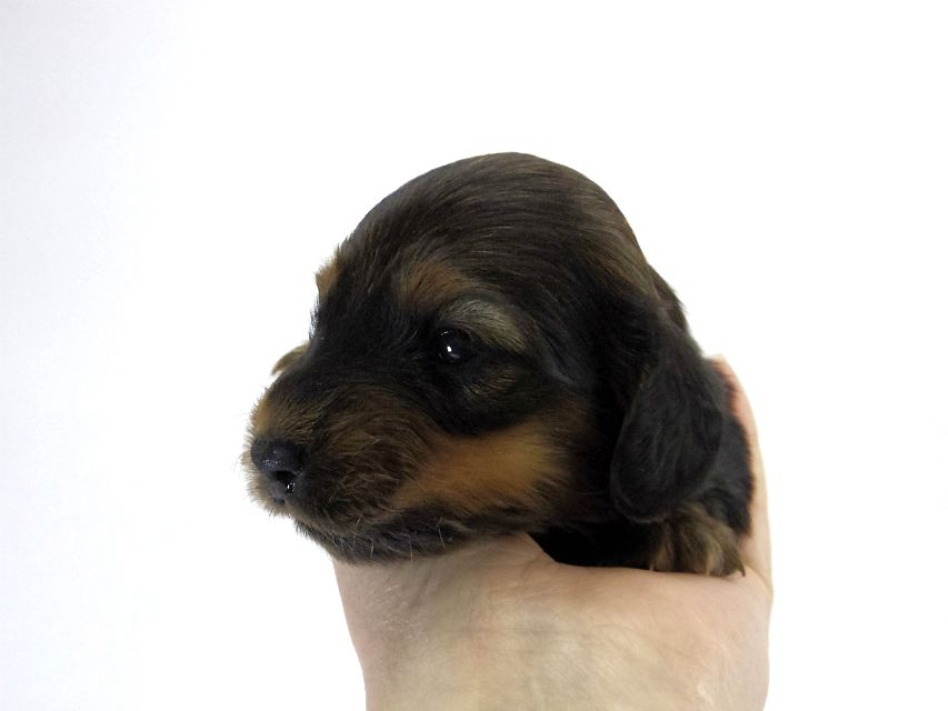 カニンヘン ダックスフンド 子犬 シェーデットレット 男の子