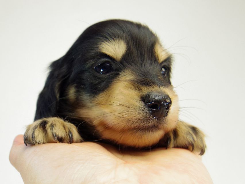 カニンヘン ダックスフンド すもも.ky & オスカルの赤ちゃん