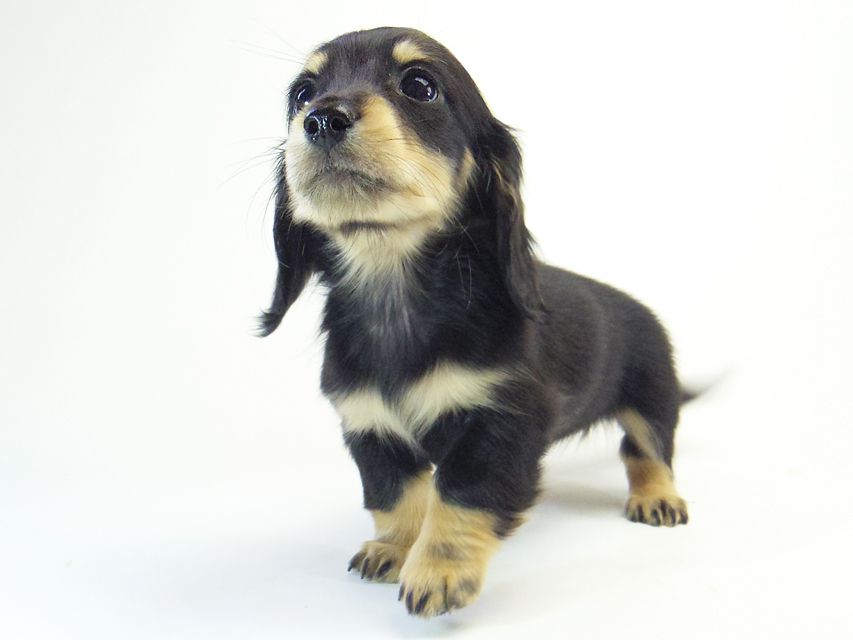 ダックスフンド 楓 & オスカルの子犬 ブラッククリーム 女の子② ダックスフンド 楓 & オスカルの子犬 ブラッククリーム 女の子②