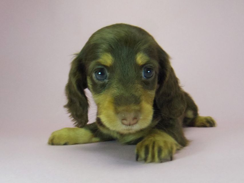 ダックスフンド ルル.hb & セブンの子犬 チョコタン 女の子