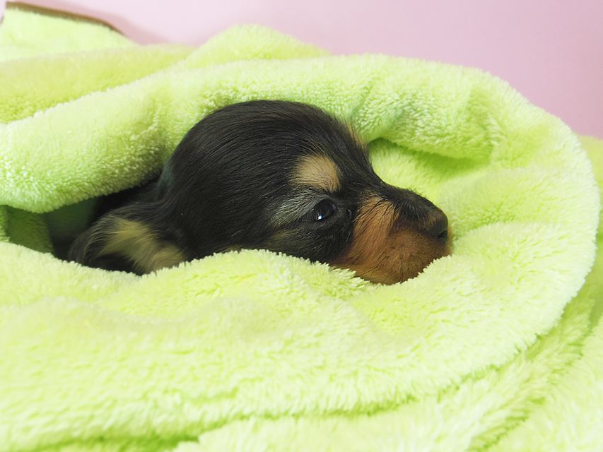 ダックスフンド ローラ.mi & アレックス ブラッククリーム 女の子① お写真初登場062 ダックスフンド ローラ.mi & アレックス ブラッククリーム 女の子① お写真初登場