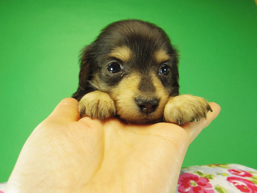 ダックスフンド SHELLY.mi & オスカルの赤ちゃん ブラッククリーム 女の子② お写真初登場