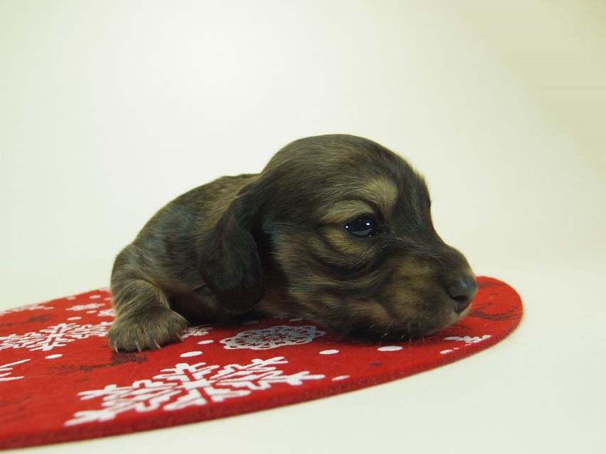 ダックスフンド ミニチュアダックス リールー & ジムダンディの子犬 シェーデットクリーム 男の子 お写真初登場062 ダックスフンド ミニチュアダックス リールー & ジムダンディの子犬 シェーデットクリーム 男の子 お写真初登場