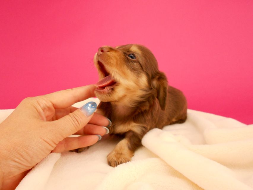 カニンヘンダックス ウズメ & クッキーの子犬 チョコイエロー 女の子