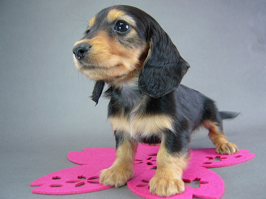 カニヘン　子犬　ブラタン女の子