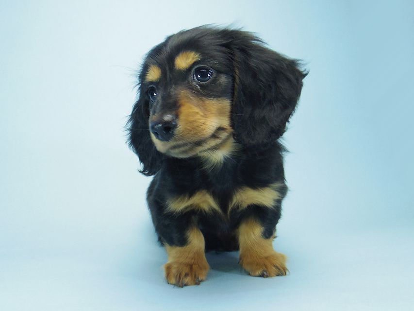 カニンヘン ダックスフンド小夏.ib & ジムダンディの赤ちゃん ブラックタン 男の子063 カニンヘン ダックスフンド小夏.ib & ジムダンディの赤ちゃん ブラックタン 男の子