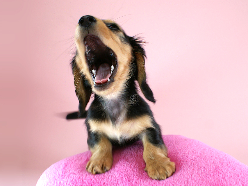 カニヘン　子犬　ブラタン女の子
