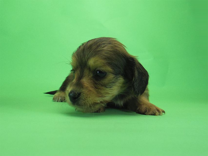 ダックスフンド カニンヘン SHELLY.mi & オスカルの子犬 シェーデットクリーム 女の子 ①