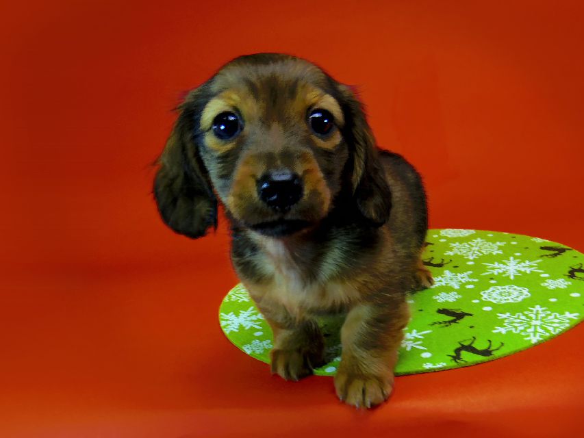 ダックスフンド カニンヘン いちご & ジャンクレールダンディの子犬 シェーデットレッド 男の子