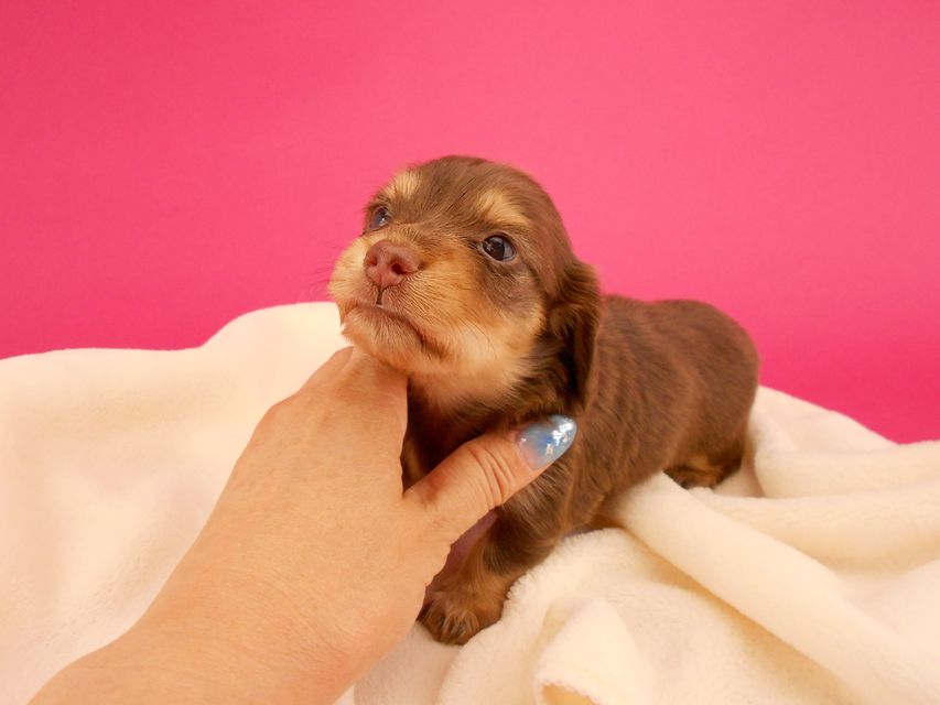 カニンヘンダックス ウズメ & クッキーの子犬 チョコイエロー 女の子