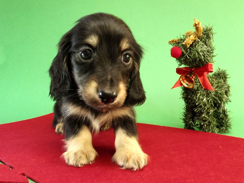 カニンヘン ダックスフンド ブラッククリーム男の子