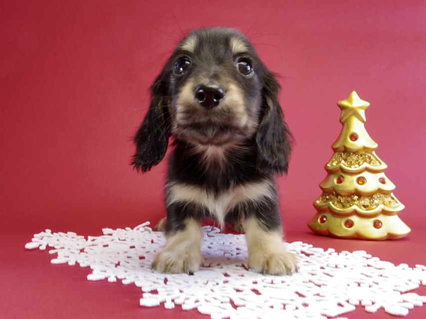 カニヘン ダックスフンド 子犬 ブラッククリーム男の子