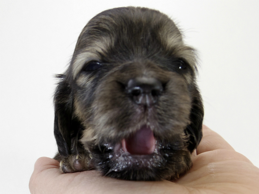 カニンヘン ダックスフンド 子犬 シェーデットクリーム 女の子