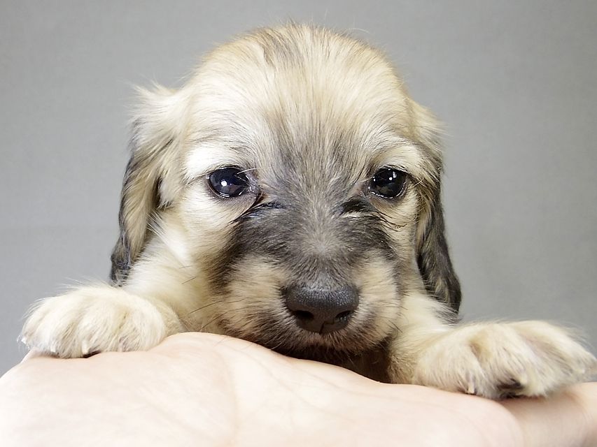 カニンヘン ダックスフンド 子犬 ピュアクリーム 女の子