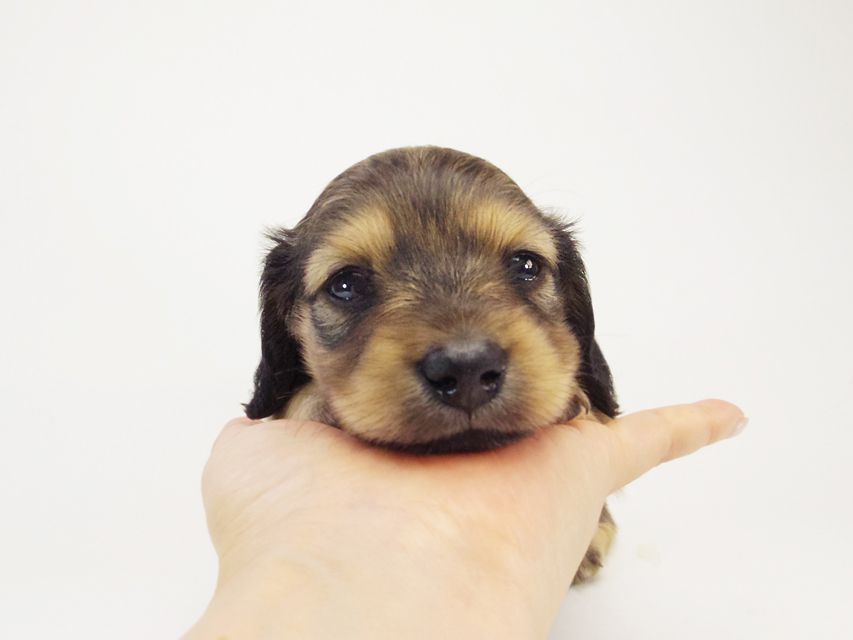 カニンヘン ダックスフンド ベルサス & オスカルの赤ちゃん シェーデットクリーム 女の子