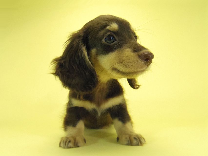 ダックスフンド 黒豆 & アサヒの子犬 チョコクリ 女の子