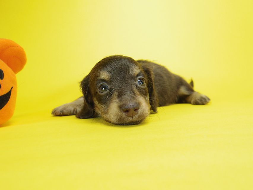ダックスフンド ピノ & アレックスの赤ちゃん チョコタン 男の子