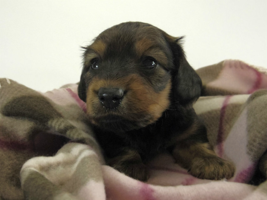 カニンヘン ダックスフンド 子犬 シェーデットレット 男の子