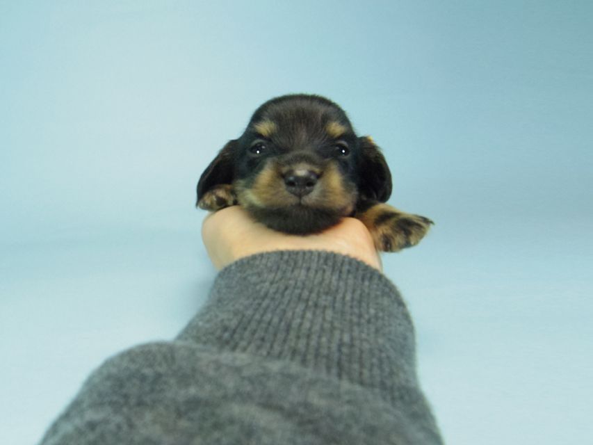 ダックスフンド カニンヘン 黒豆 & アサヒの赤ちゃん  ブラクリ男の子