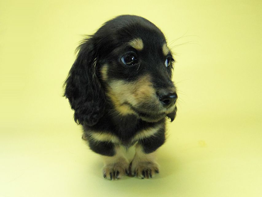 カニンヘン ダックスフンド ソルト & MONKEY D. LUFFYの子犬 11/21生まれ ブラッククリーム 男の子