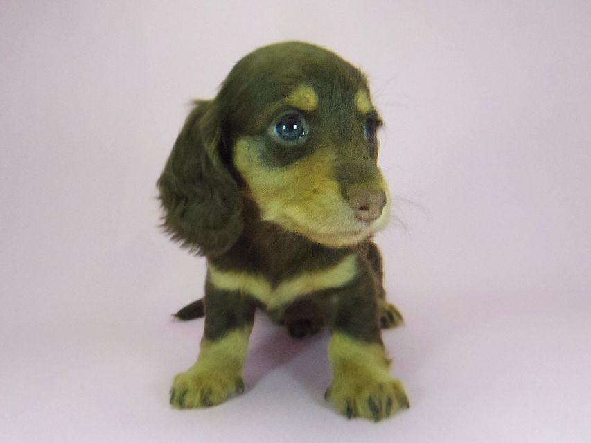 ダックスフンド ルル.hb & セブンの子犬 チョコタン 女の子