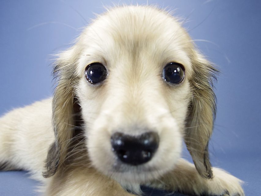 カニンヘン ダックスフンド マンドレ & オスカルの赤ちゃん シェーデットクリーム 男の子2