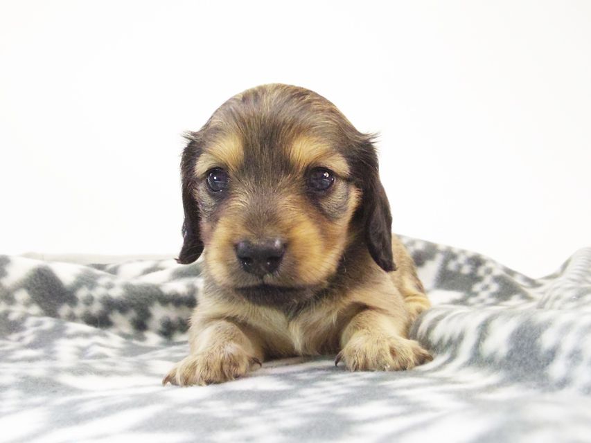 カニンヘン ダックスフンド ベルサス & オスカルの赤ちゃん シェーデットクリーム 女の子