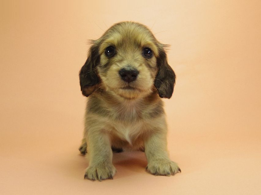 ダックスフンド カニンヘン グリム & オスカルの赤ちゃん