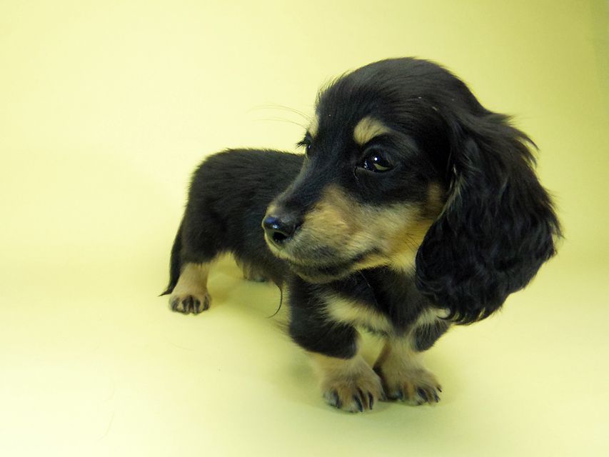 カニンヘン ダックスフンド ソルト & MONKEY D. LUFFYの子犬 11/21生まれ ブラッククリーム 男の子