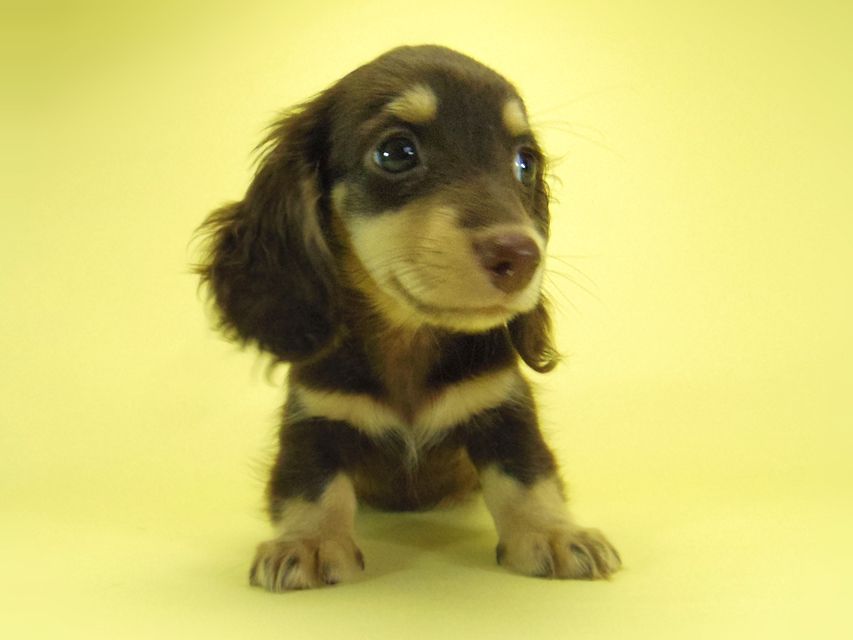 ダックスフンド 黒豆 & アサヒの子犬 チョコクリ 女の子