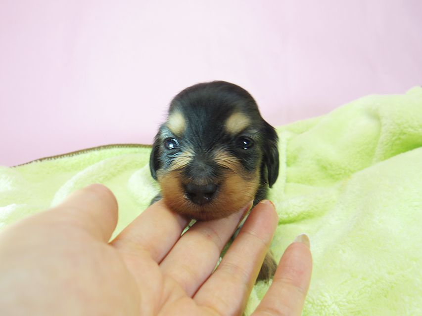 ダックスフンド ローラ.mi & アレックス ブラッククリーム 女の子① お写真初登場066 ダックスフンド ローラ.mi & アレックス ブラッククリーム 女の子① お写真初登場