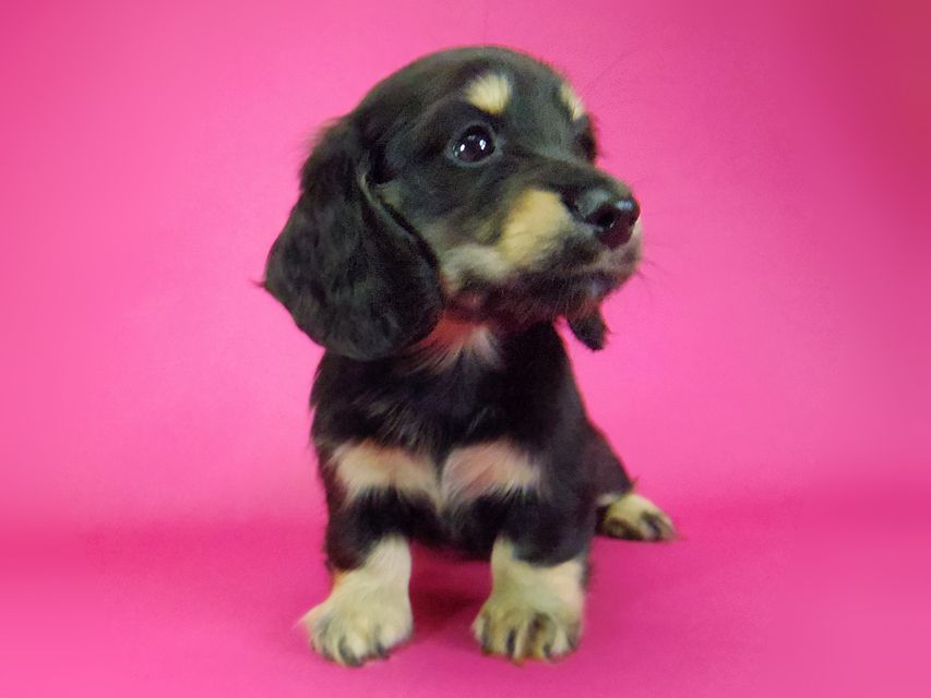 ダックスフンド わかば & 武蔵の子犬 ブラッククリーム 女の子
