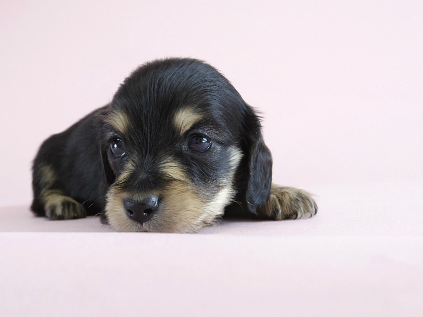 カニヘン　子犬　ブラクリ　男の子