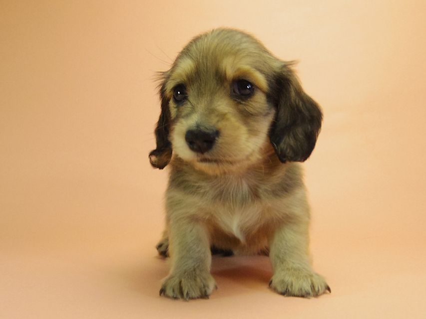 ダックスフンド カニンヘン グリム & オスカルの赤ちゃん