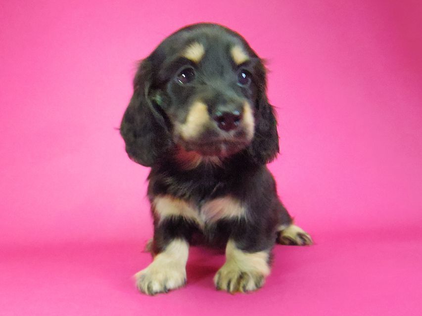 ダックスフンド わかば & 武蔵の子犬 ブラッククリーム 女の子