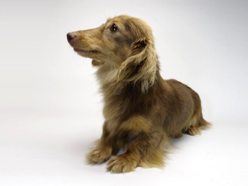 カニンヘン Choco.mi チョコレートタン カニンヘン Choco.mi チョコレートタン