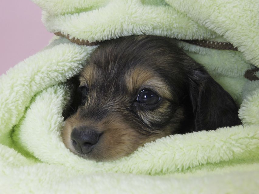 カニンヘン ダックスフンド 子犬 シェーデットレッド 女の子