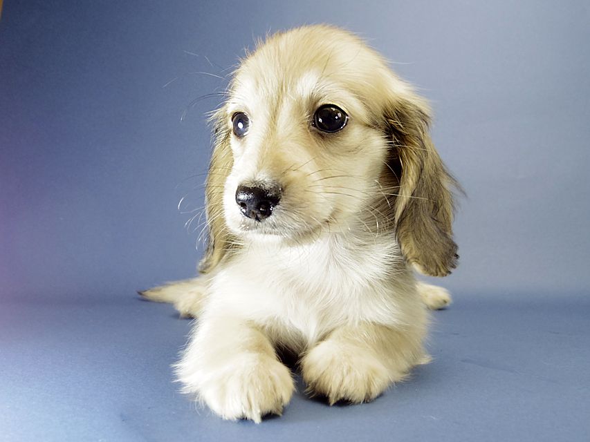 カニンヘン ダックスフンド マンドレ & オスカルの赤ちゃん シェーデットクリーム 男の子2