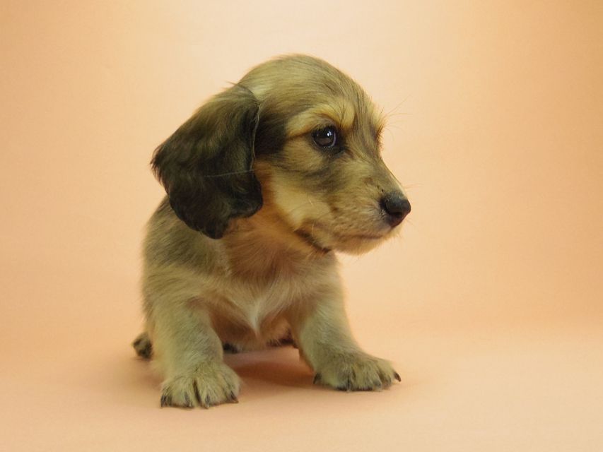 ダックスフンド カニンヘン グリム & オスカルの赤ちゃん