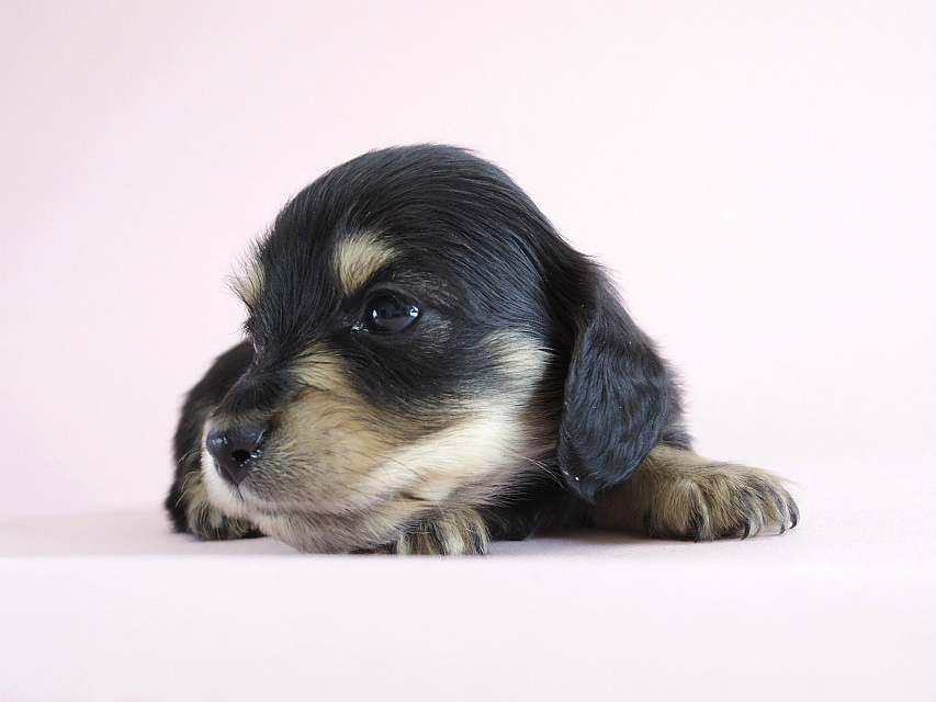 カニヘン　子犬　ブラクリ　男の子