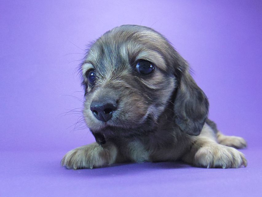 ダックスフンド カニンヘン マンドレ & ジムダンディの子犬 シェーデットクリーム 女の子