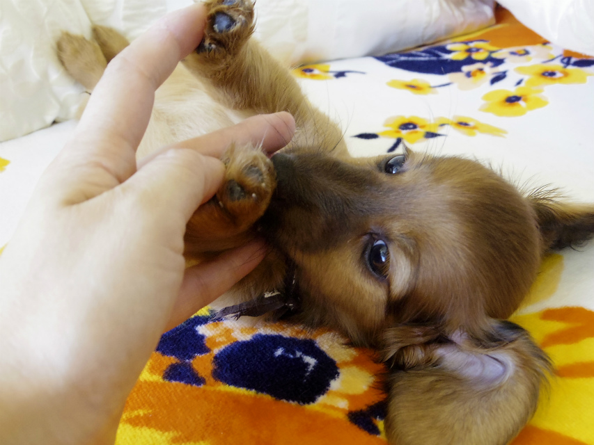 カニンヘン ダックスフンド シェーデットレット 男の子 カニンヘン ダックスフンド シェーデットレット 男の子