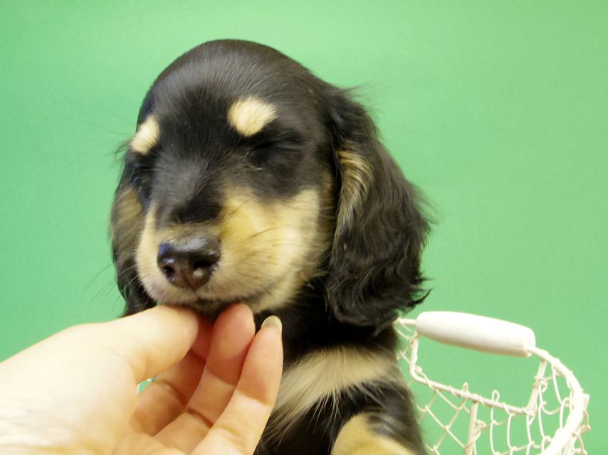 カニンヘンダックス　子犬　ブラック＆クリーム男の子