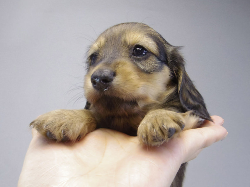 カニンヘン ダックスフンド ティアラ & たけるの赤ちゃん シェーデットクリーム 女の子068 カニンヘン ダックスフンド ティアラ & たけるの赤ちゃん シェーデットクリーム 女の子