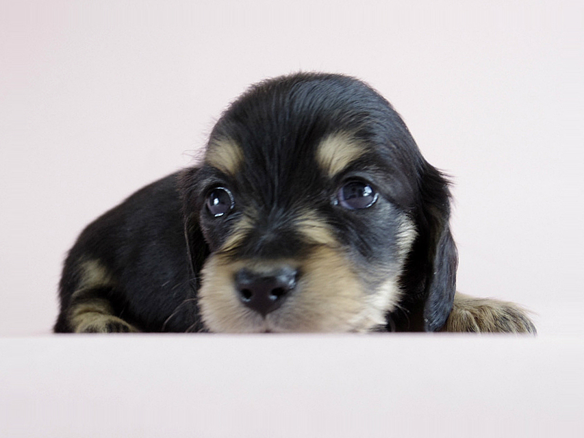 カニヘン　子犬　ブラクリ　男の子