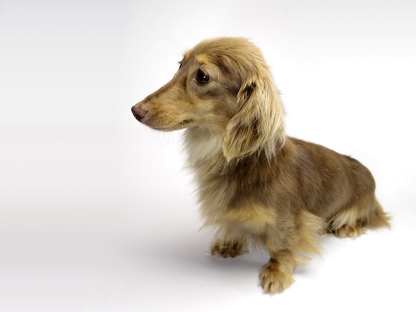 カニンヘン Choco.mi チョコレートタン